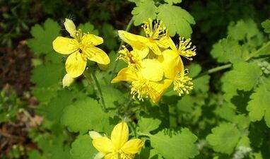 Pravidla pro použití celandine z bradavic