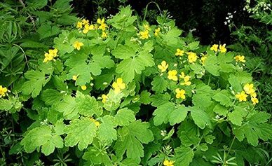 Použití Celandine z bradavic