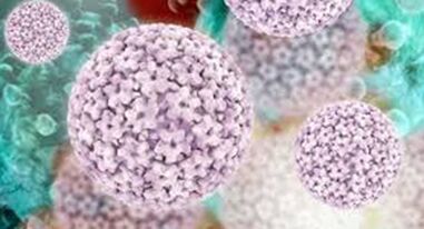 Papilomavirus