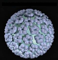 lidsky papillomavirus